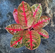 Promo bibit bonggol Aglonema Widuri Lilin lokal