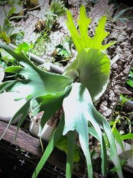 P. willinchii cv YAL 鹿角蕨 側芽