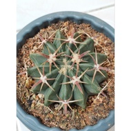 1010 OFFER - Cactus Echinocactus Texensis 实生剑刺凌波