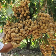 Bibit Buah Kelengkeng Seedling Berkualitas Termurah