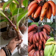 Terbaik Pisang merah, bibit pisang merah pisang hurang / kidang