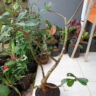 POHON BONSAI ADENIUM BUNGA PINK-tanaman bonsai adenium bunga ping