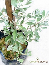 GHZ - Leucophyllum Frutescens Texas Sage Live Plant Pokok Blue Diamond 玉芙蓉