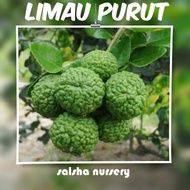 Pokok LIMAU PURUT Hybrid Kahwin.