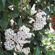 Anak pokok gelam tikus untuk kelulut, kelat nasi, jambu nasi, syzygium zeylanicum live tree