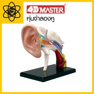 4D Vision 4D Ear Model