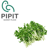 Pea Sprouts 500G ( 豌豆苗 / Taugeh Hijau )