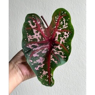 [READY STOCK] 🌿Imported Caladium Real plant outdoor plant indoor plant rare plant hot selling plant cute plant