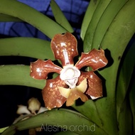 Anggrek Vanda sumatrana