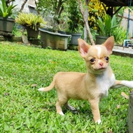 chihuahua betina cucu impor Thailand