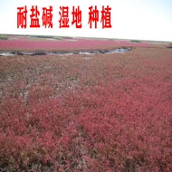 Ready Stock Quick Shipment Alkali Fluffy Grass Seeds Red Wings Alkali Fluffy Braised Fluffy Soil Imp