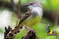 Burung Ciblek Semi Gacoran Mulus