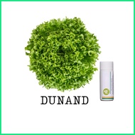 ◊ Rijk Zwaan Lettuce Pelletized 100 Seeds | Nutrihydro