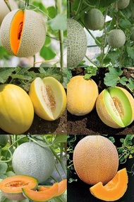 200 BIJI BIBIT MELON SKY ROCKET MELON GOLDEN MELON ROCK MELON MADU MELON HIJAU MELON KUNING MELON KU