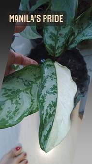 Manila Pride Variegated  Aglaonema Rare Cultivar