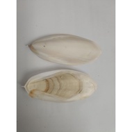 Cuttlefish bone