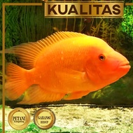 red devil cichlid ikan hias predator hiasan aquarium tan kiykka 1119qe