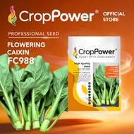 (50 GRAM) Biji Benih Sawi Bunga Great Asia FC988 大中华 CROP POWER F1 HYBRID Flowering Caixin Seeds 菜心花