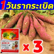 ผลผลิตเพิ่มขึ้น 100 เท่า ฮอร์โมนมันสำปะหลัง 90g ซื้อ 1 ได้ 3 ปุ๋ยเร่งหัวมัน ป้องกันการแตกร้าว ขยายตัวอย่างรวดเร็ว ต้านทานโรค เพิ่มผลผ ปุ๋ยมันสำปะหลัง พืชไร่ มัน ถั่ว ข้าวโพด อ้อย สับปะรด ยาสูบ ปาล์ม ปุ๋ยระเบิดหัว ให้เหง้าเจริญเติบโตมากขึ้น ปุ๋ยมันสำปะลัง