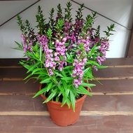 Kualitas SUPER Tanaman Hias Lavender angelonia asli tanaman lavender biasa bunga ungu putih Tanaman
