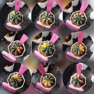 Cactus Updated July 11, 2025