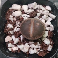 Lithops 1.8cm 日轮 生石花