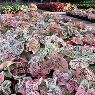 TKL - Caladium RoseGlow/Glitters/Debuntante/Danasty/GreenSpider/NewWave/LemonBlush/StrawberryStar