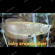 Ready Stok Baby Arwana Silver Brazil Promo