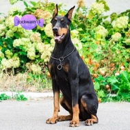 ROCKWAIN11 Pet Pincher Chain Pet Training Supplies Hot Metal Choke Snake Chain