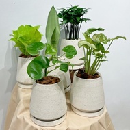 室內小盆栽|桌上小物/合果芋/銀后虎尾蘭/黃金葛/竹柏/愛心蔓