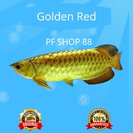 Ikan Arwana Golden Red Top Grade