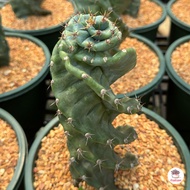 ตอเกลียวสว่าน ตอทอร์นาโด Cereus forbesii Spiralis แคคตัส กระบองเพชร cactus&amp;succulent