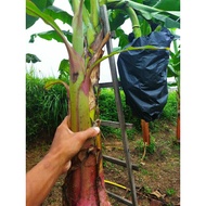 Anak benih pisang nangka