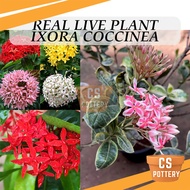 Real Live Plant Ixora Coccinea Flowers Plants Ixora Variegated Jungle Geranium Pokok Hidup 龙船花