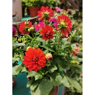 Flower - Dahlia flower plant 大理花