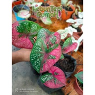 CALADIUM THAI WHITE KELADI ID THAI BEAUTY PUTIH &amp; ID CAT TUMPAH RED BARRET CANTIK