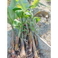 Anak benih pisang tanduk/sulur🔥 ready stock 🔥