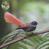 burung sikatan kipas ekor merah