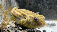 斑馬狗頭/野生