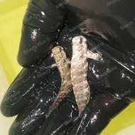 ikan jabing glodok