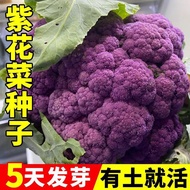 Purple Cauliflower Seeds Featured Cauliflower Seeds Western Blue Flower Seeds Spring Autumn Four Sea