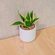 虎尾蘭 莫蘭迪色系直紋陶盆 室內植物 觀葉植物 禮物 盆栽