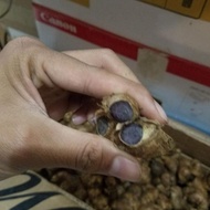 BIBIT RIMPANG UMBI KUNYIT HITAM ASLI 50 GRAM