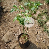 Bibit Pohon Cabe Rawit / Tanaman Cabe Rawit / Cabe Rawit