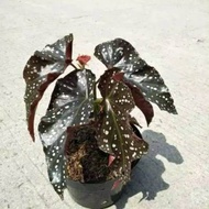 Tanaman hias begonia maculata mocca - begonia mocca