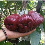 Bibit Jambu merah demak