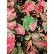 CALADIUM THAI (MIX COLOUR)