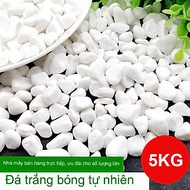 5KG Sỏi trắng, đá trắng cao cấp, trang trí chậu cây, hồ cá, bể cá, tiểu cảnh, hòn non bộ thủy sinh, 