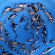 BIBIT IKAN KOI SHIRO GRADE A UKURAN 5-6-7 CM