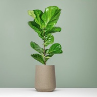 琴葉榕水泥盆栽 落地盆栽 大盆栽 拿鐵棕磨石子花盆 開幕送禮